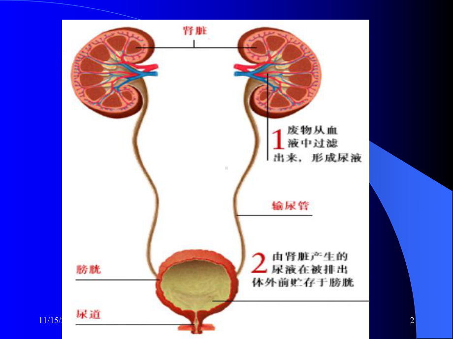 肾脏功能实验室检测课件.ppt_第2页