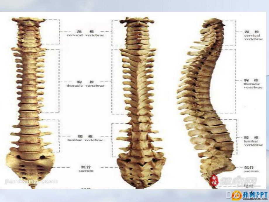 腰椎间盘突出课件.ppt_第3页