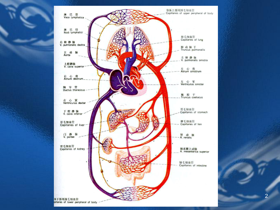血管生理医学宣教培训课件.ppt_第2页