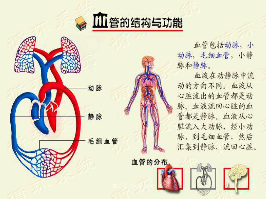 血管生理医学宣教培训课件.ppt_第3页