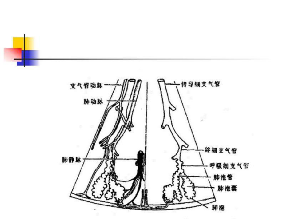 重症患者x线胸片表现与病理基础教学课件.ppt_第3页