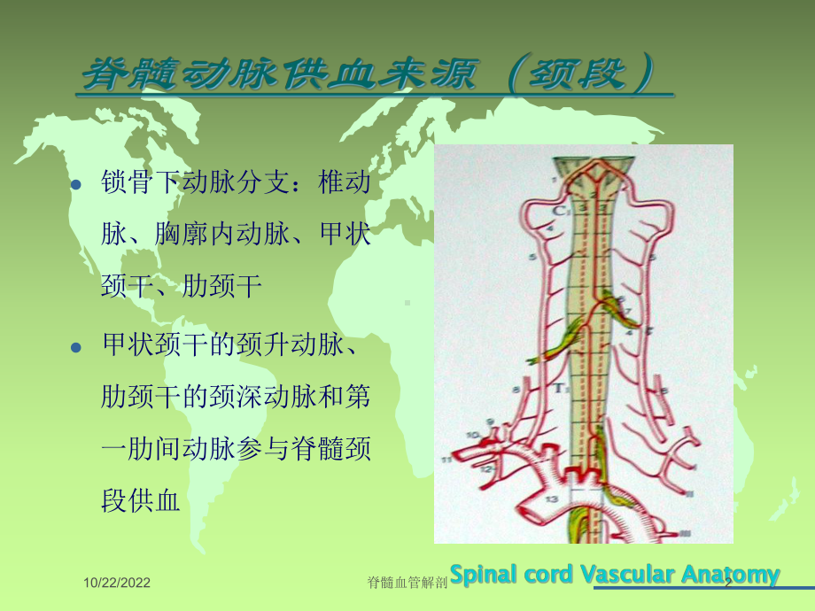 脊髓血管解剖培训课件.ppt_第2页