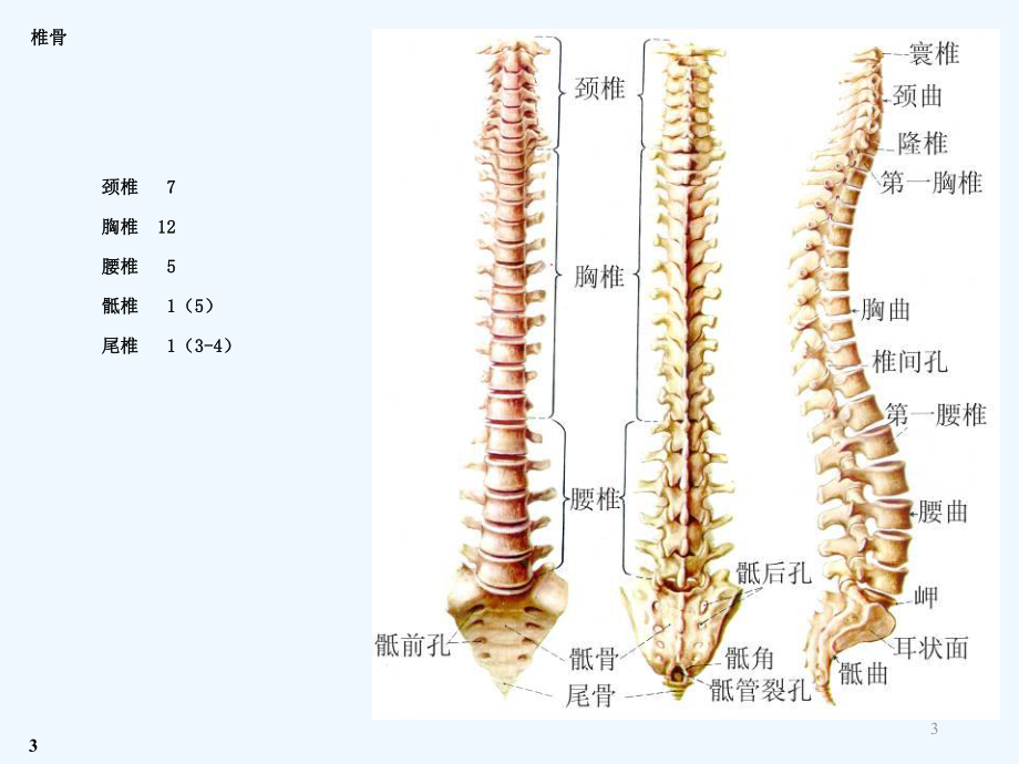 腰椎间盘突出查房解剖部分课件.ppt_第3页