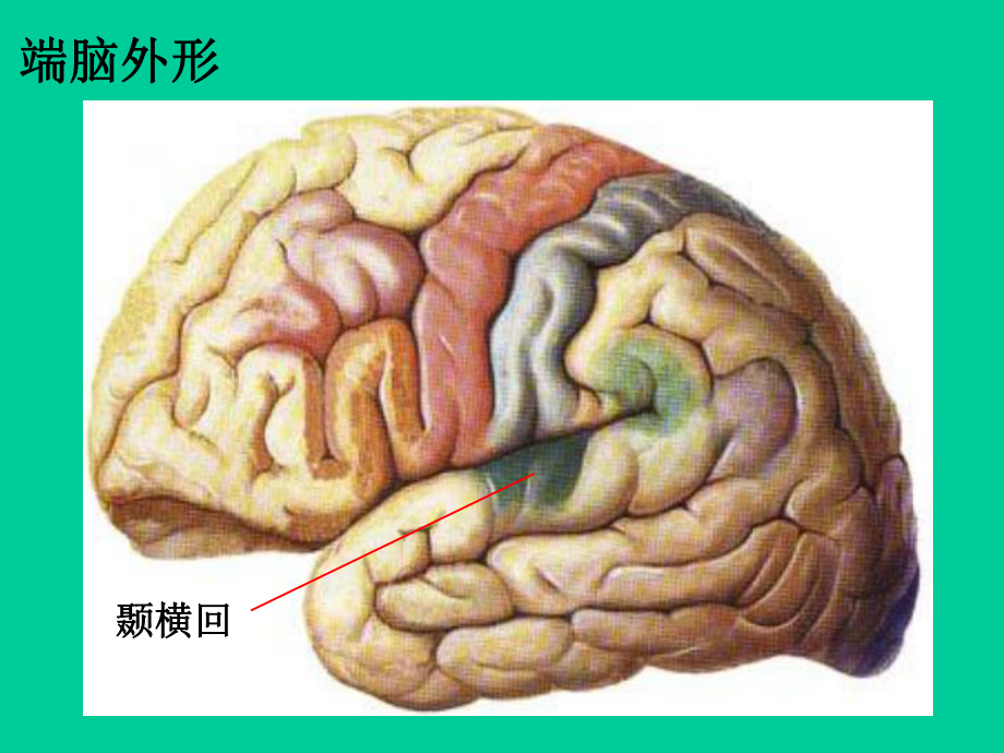 端脑脑部解剖课件.ppt_第2页