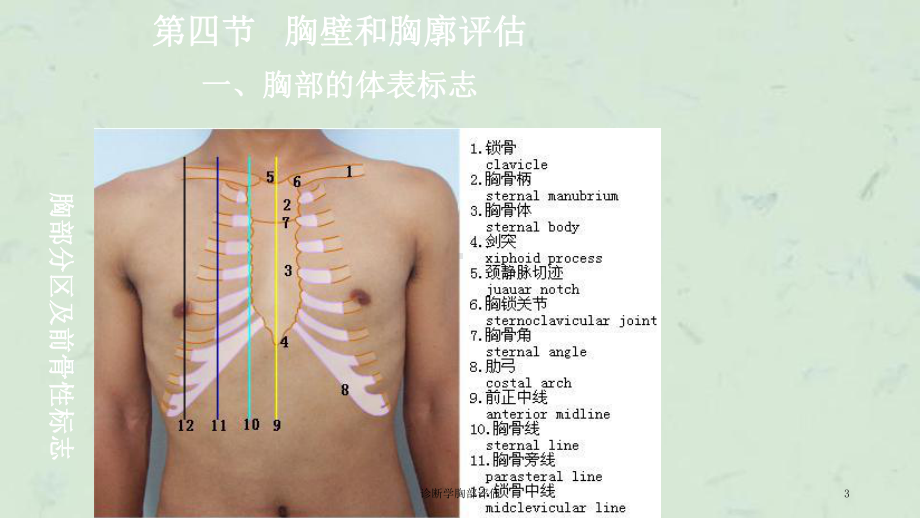 诊断学胸部评估课件.ppt_第3页