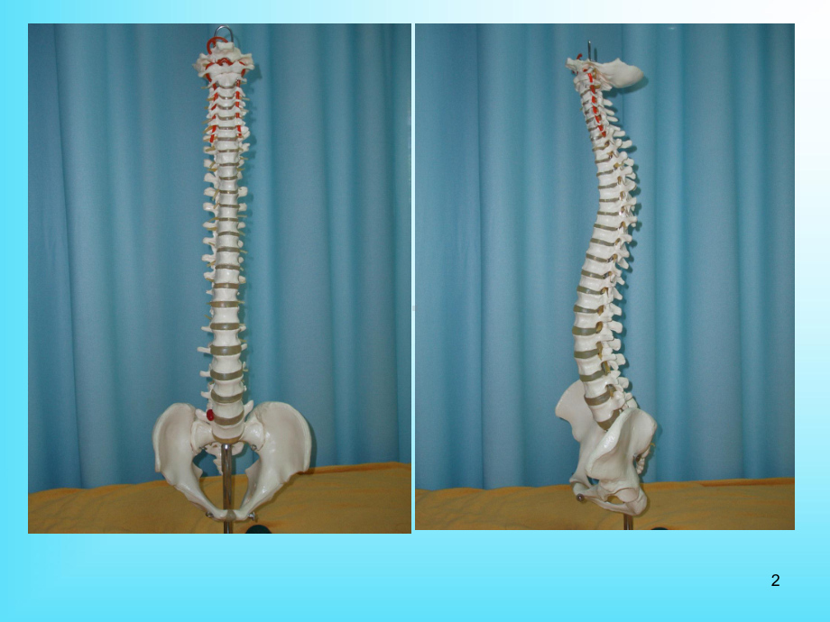 脊柱及脊源性疾病的手法特点医学课件.ppt_第2页