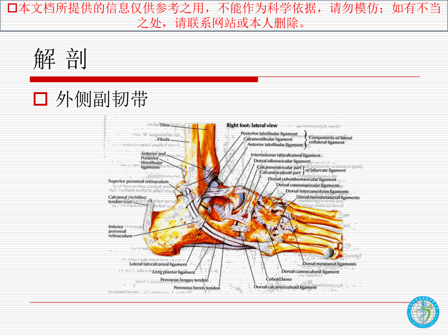 踝关节韧带损伤和修复培训课件.ppt_第2页