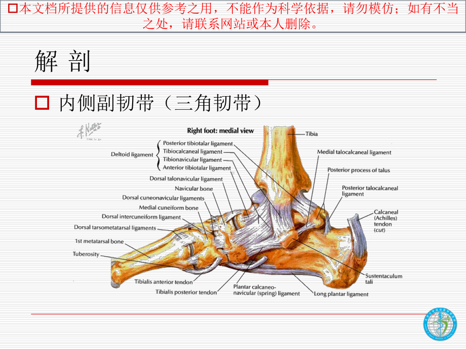 踝关节韧带损伤和修复培训课件.ppt_第3页