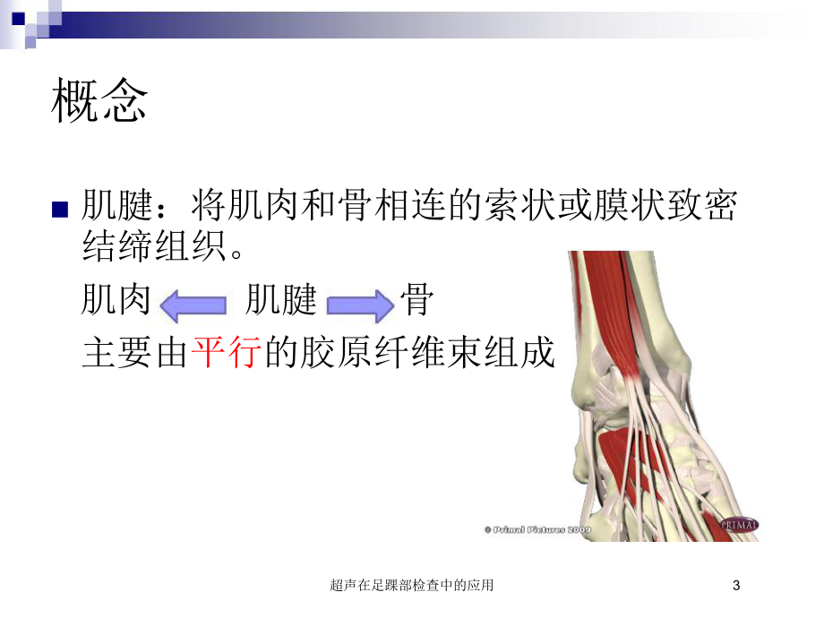 超声在足踝部检查中的应用培训课件.ppt_第3页