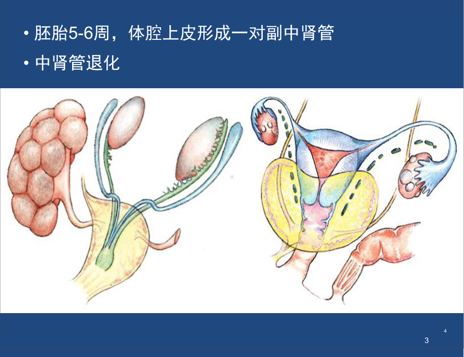 输卵管病变影像诊断学习课件.ppt_第3页