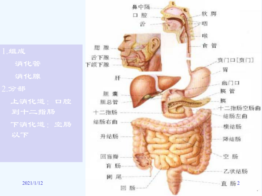 胃炎课件精华版.ppt_第2页