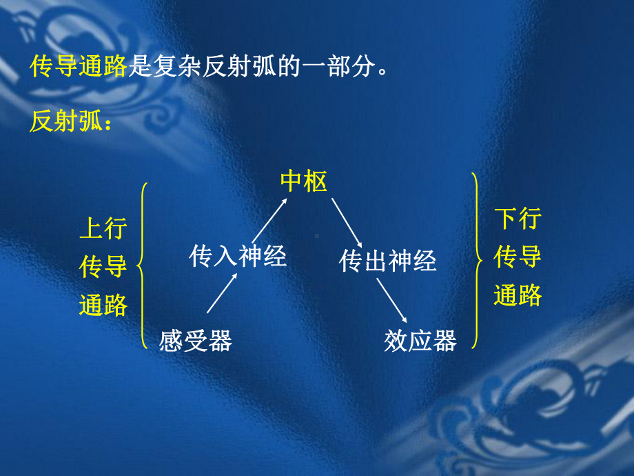 神经传导通路全解剖学课件.ppt_第2页