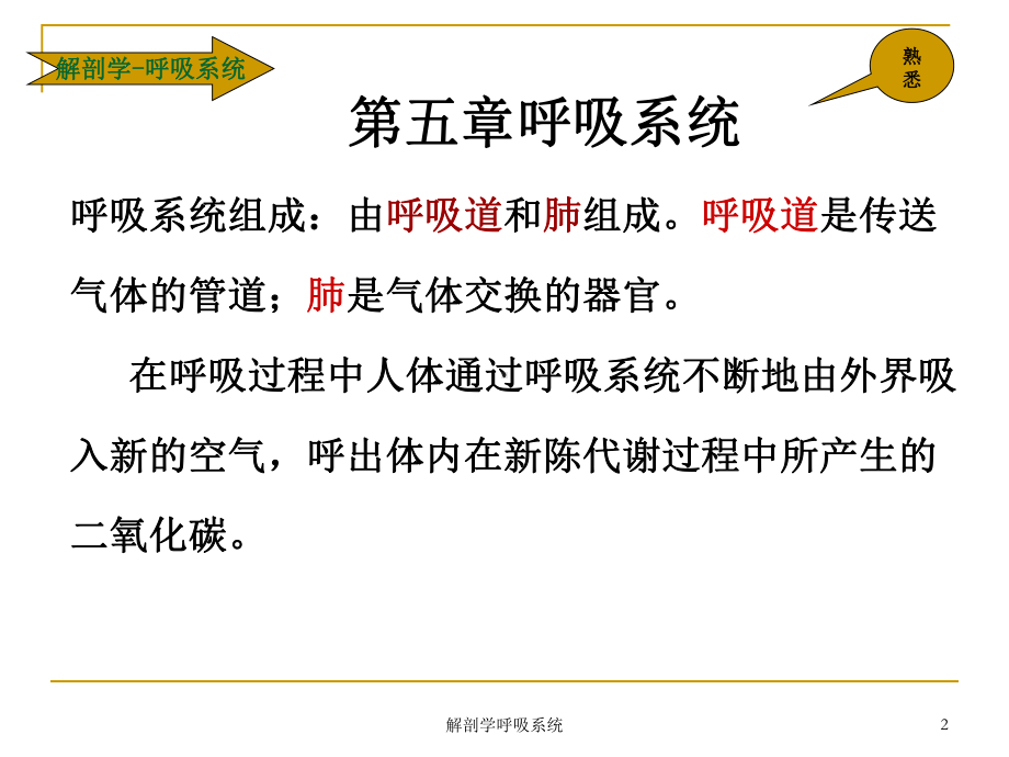 解剖学呼吸系统培训课件.ppt_第2页