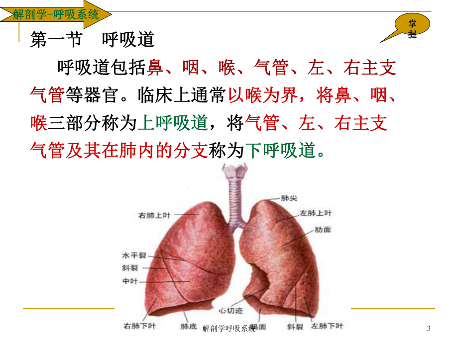 解剖学呼吸系统培训课件.ppt_第3页