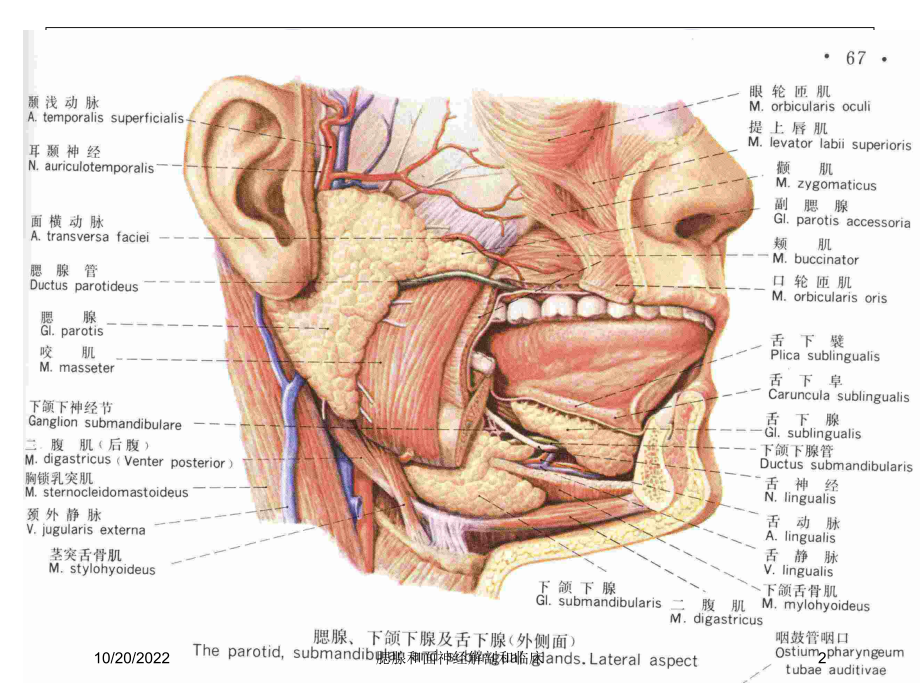 腮腺和面神经解剖和临床培训课件.ppt_第2页