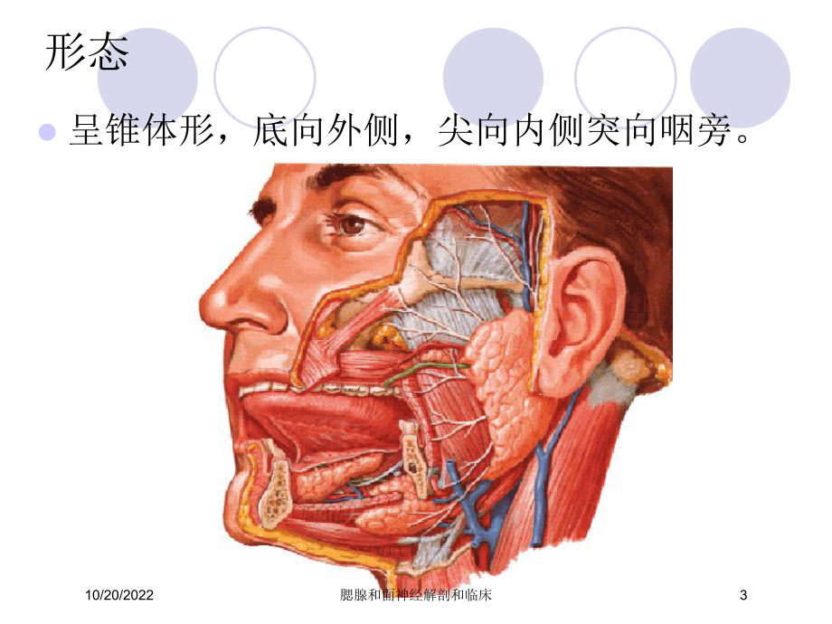 腮腺和面神经解剖和临床培训课件.ppt_第3页