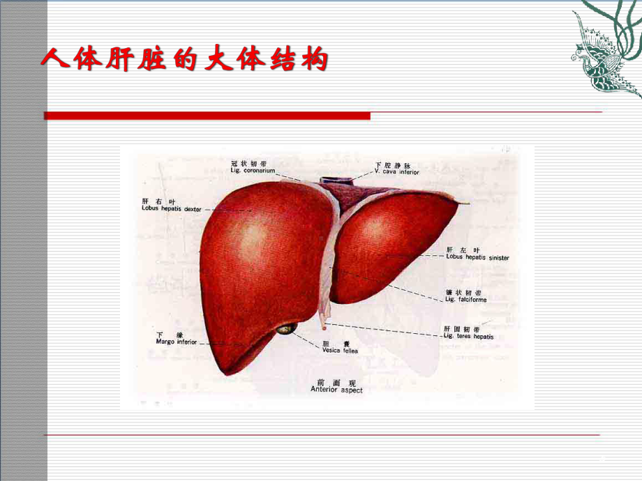 脂肪肝健康教育学习课件.ppt_第3页