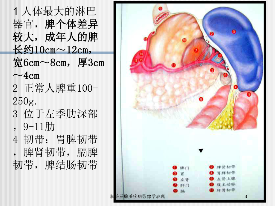 脾脏及脾脏疾病影像学表现培训课件.ppt_第3页