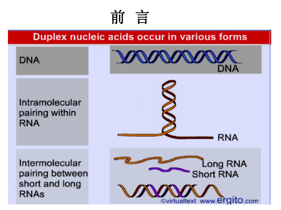 核酸分子杂交技术与核酸序列测定课件.ppt_第2页