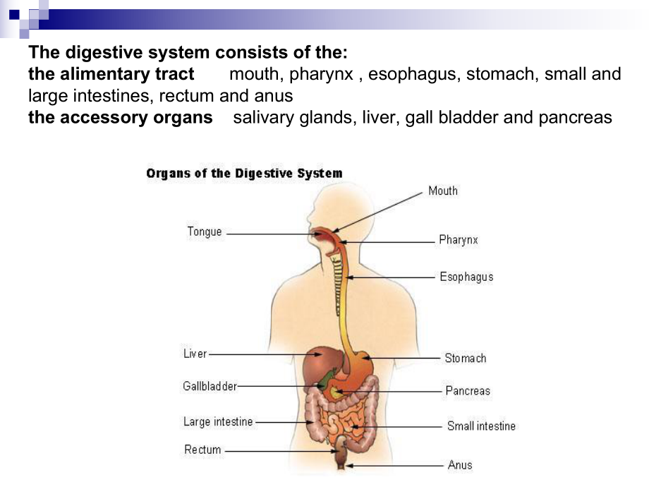 消化系统-英文版课件.ppt_第3页