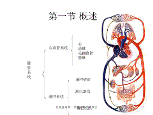 血液循环第一节概述第二节血管课件.ppt