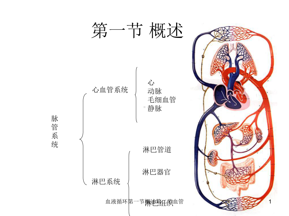 血液循环第一节概述第二节血管课件.ppt_第1页