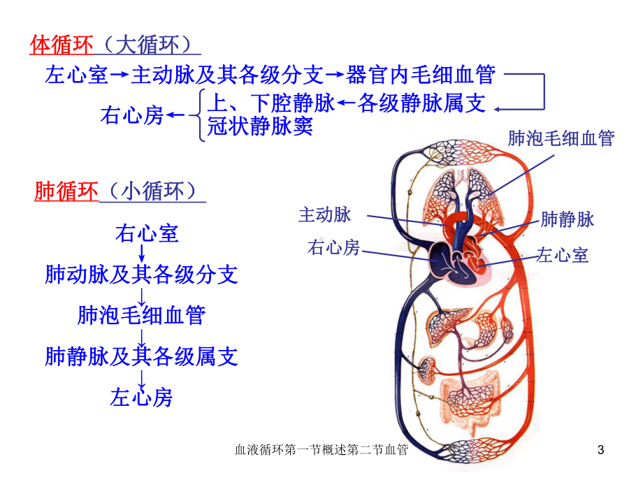 血液循环第一节概述第二节血管课件.ppt_第3页