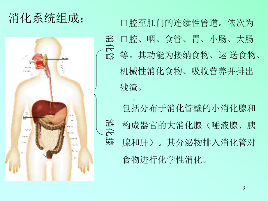 消化系统-消化管课件-2.ppt_第3页