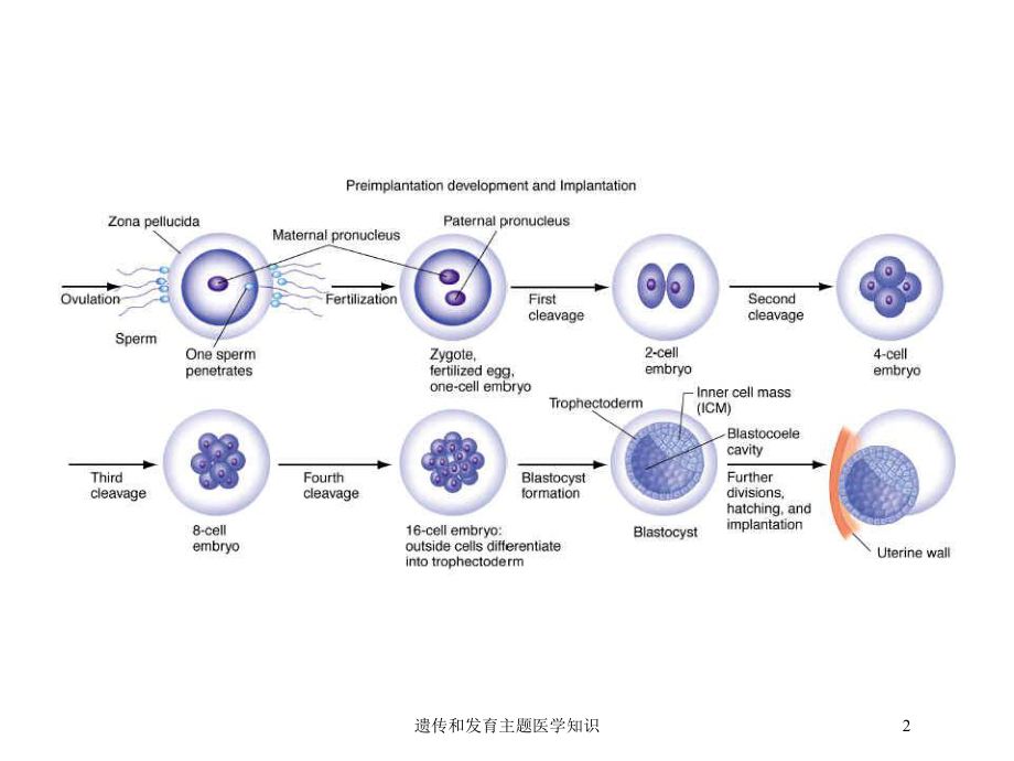 遗传和发育主题医学知识培训课件.ppt_第2页