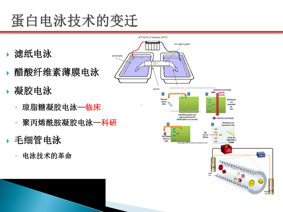 蛋白电泳在血液病中的临床应用课件.pptx_第3页