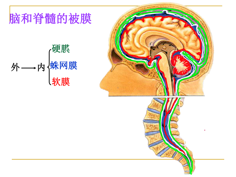 脑膜脑血管课件.pptx_第2页