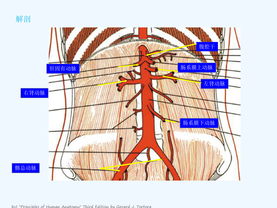 腹主动脉解剖及病理课件2.ppt_第2页