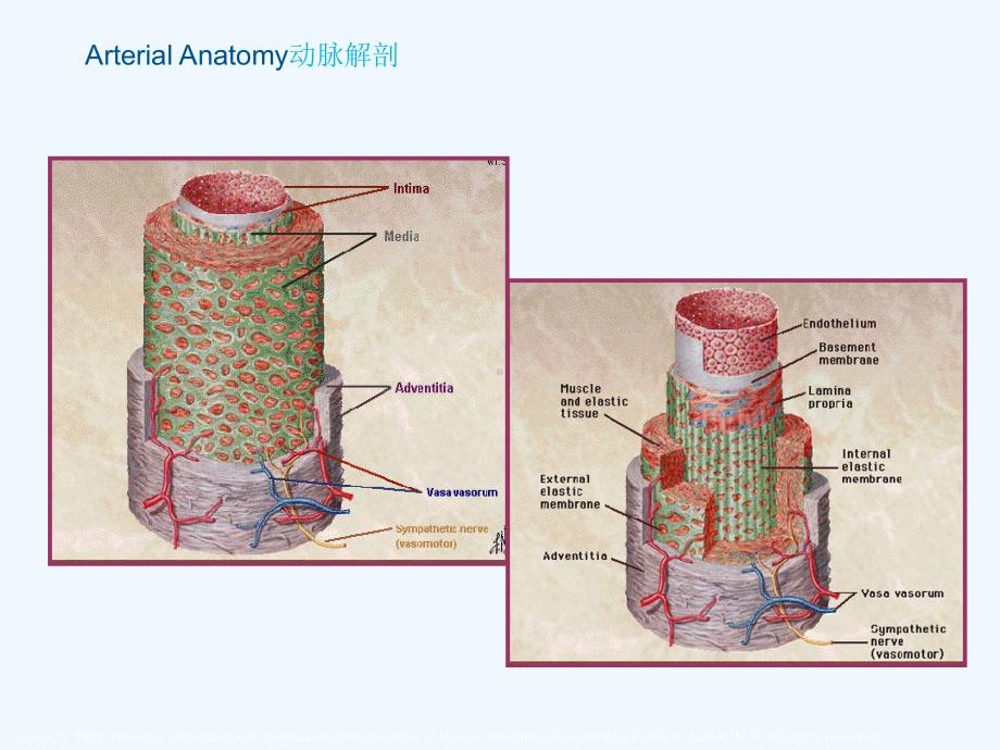 腹主动脉解剖及病理课件2.ppt_第3页