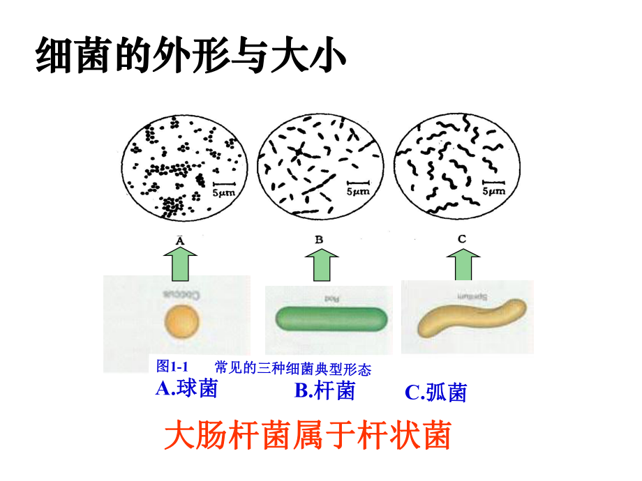 实验1-大肠杆菌的培养与分离课件.ppt_第3页