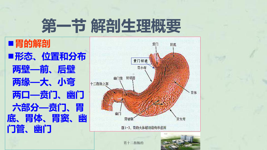 胃十二指肠的课件.ppt_第3页