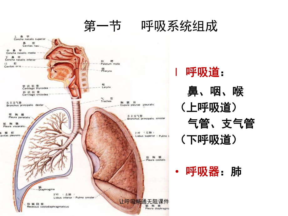 让呼吸畅通无阻课件.ppt_第3页