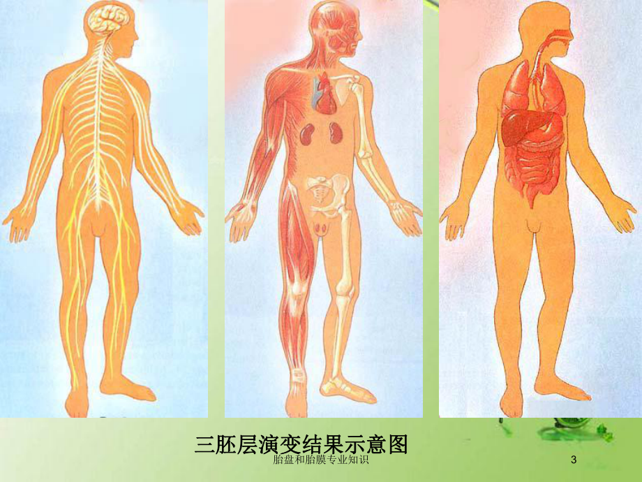 胎盘和胎膜专业知识培训课件.ppt_第3页