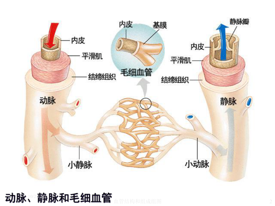 血管结构和组成组图培训课件.ppt_第2页