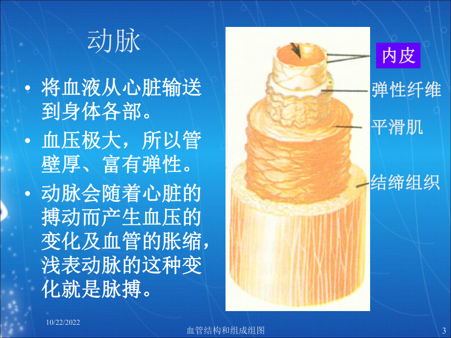 血管结构和组成组图培训课件.ppt_第3页