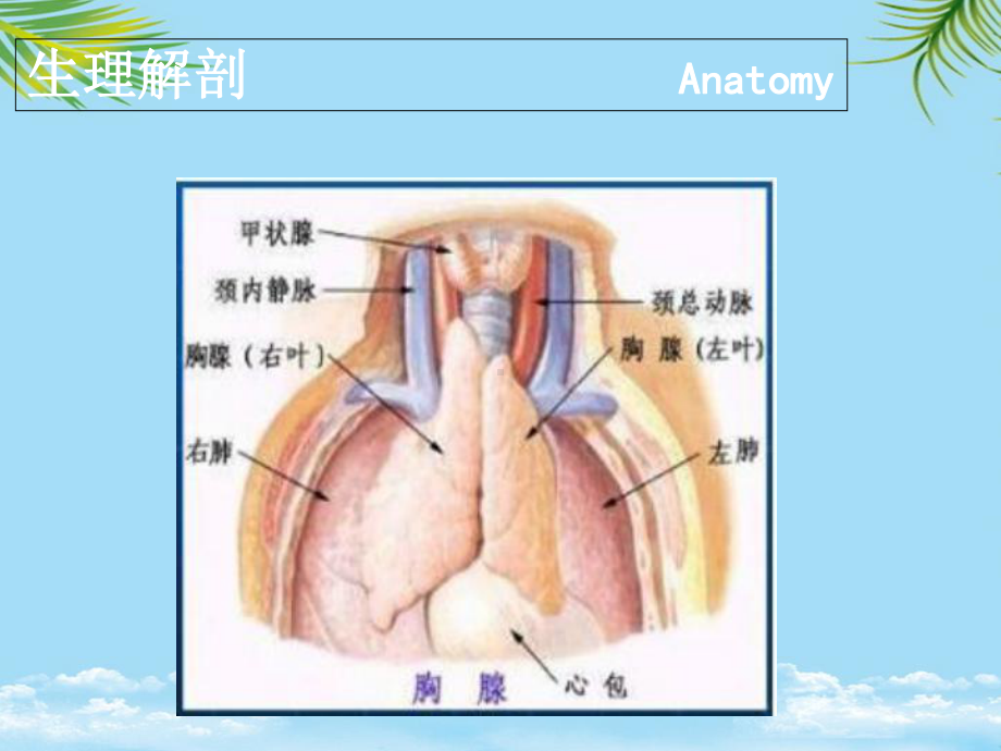 胸腺瘤的护理全面版课件.ppt_第3页