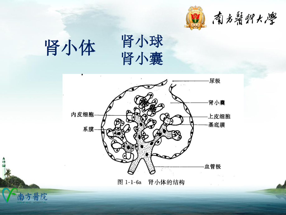 实验诊断学教学-尿液一般检查-课件.ppt_第3页