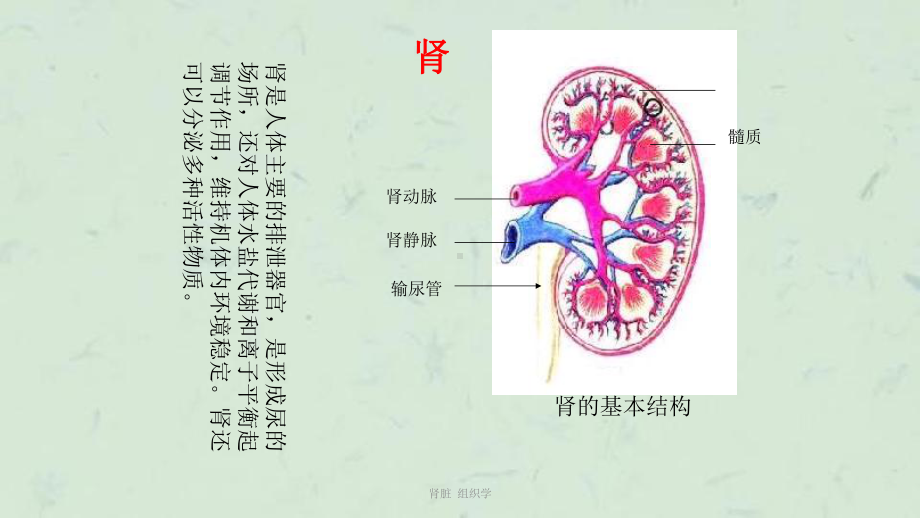 肾脏-组织学课件.ppt_第1页