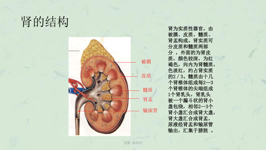 肾脏-组织学课件.ppt_第2页