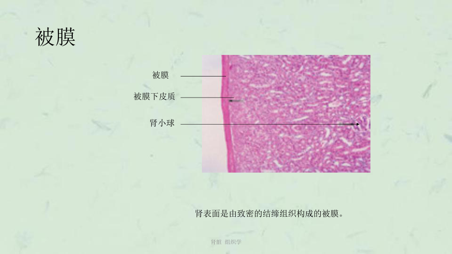 肾脏-组织学课件.ppt_第3页