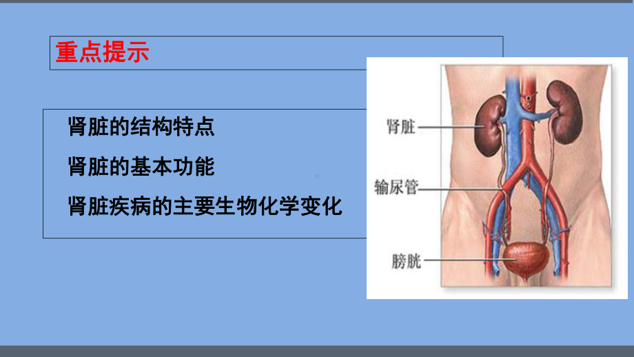 肾脏疾病的生物化学检验-课件.ppt_第3页