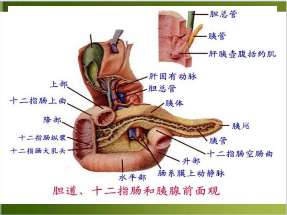 讲课胰腺疾病超声诊断培训课件.ppt_第3页