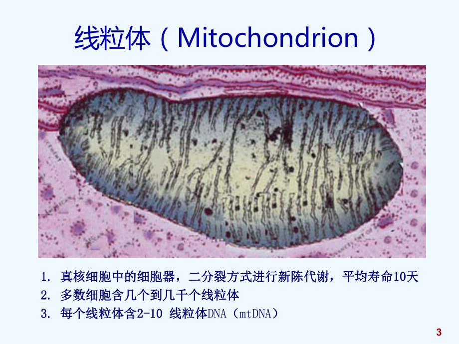 肿瘤的分子生物学检验技术课件.ppt_第3页