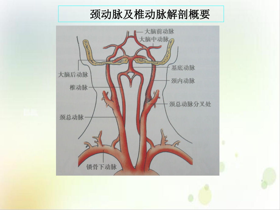 锁骨下动脉盗血课件1.ppt_第2页