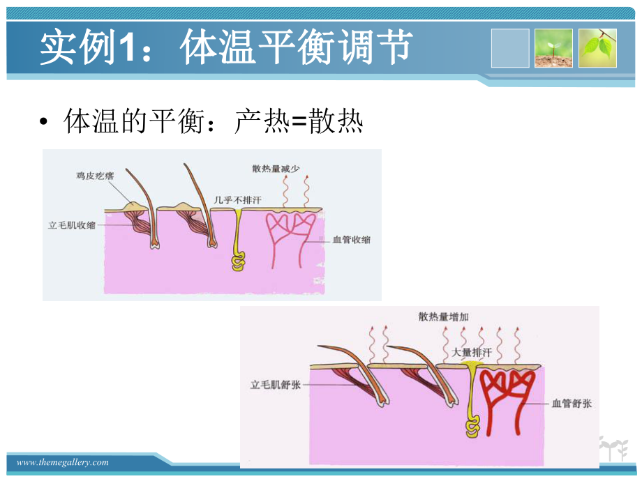 神经调节和体液调节关系课件.ppt_第3页