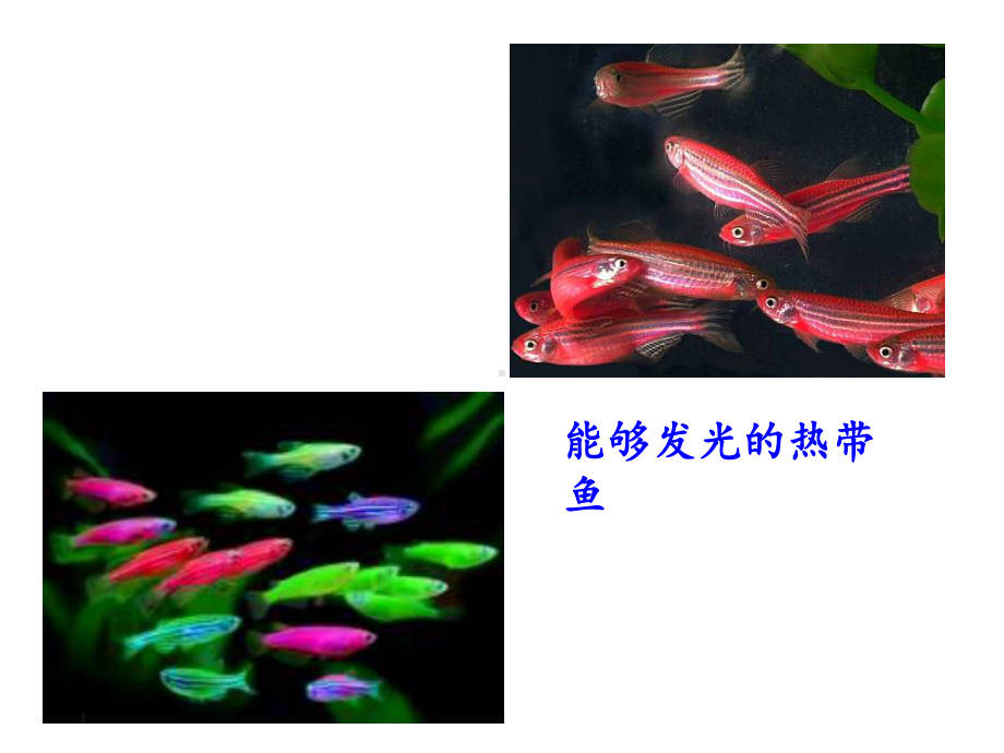 生物选修3基因工程的基本操作程序上课用课件.ppt_第2页